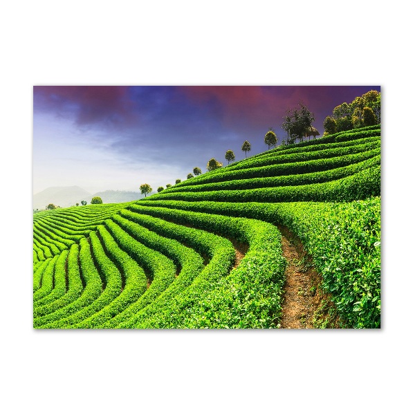 Acrylic wall art Tea plantation