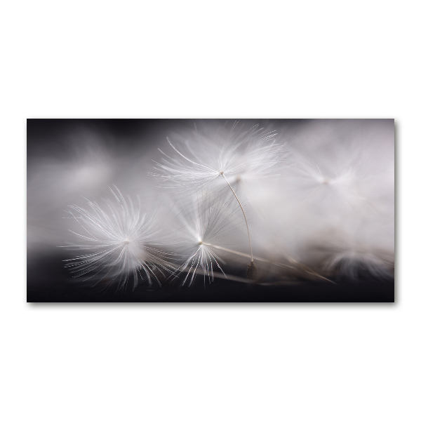 Print on acrylic Dandelion seeds