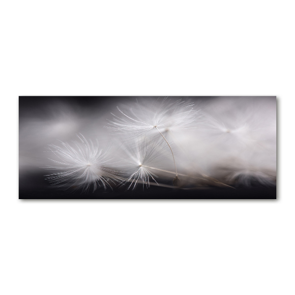 Print on acrylic Dandelion seeds