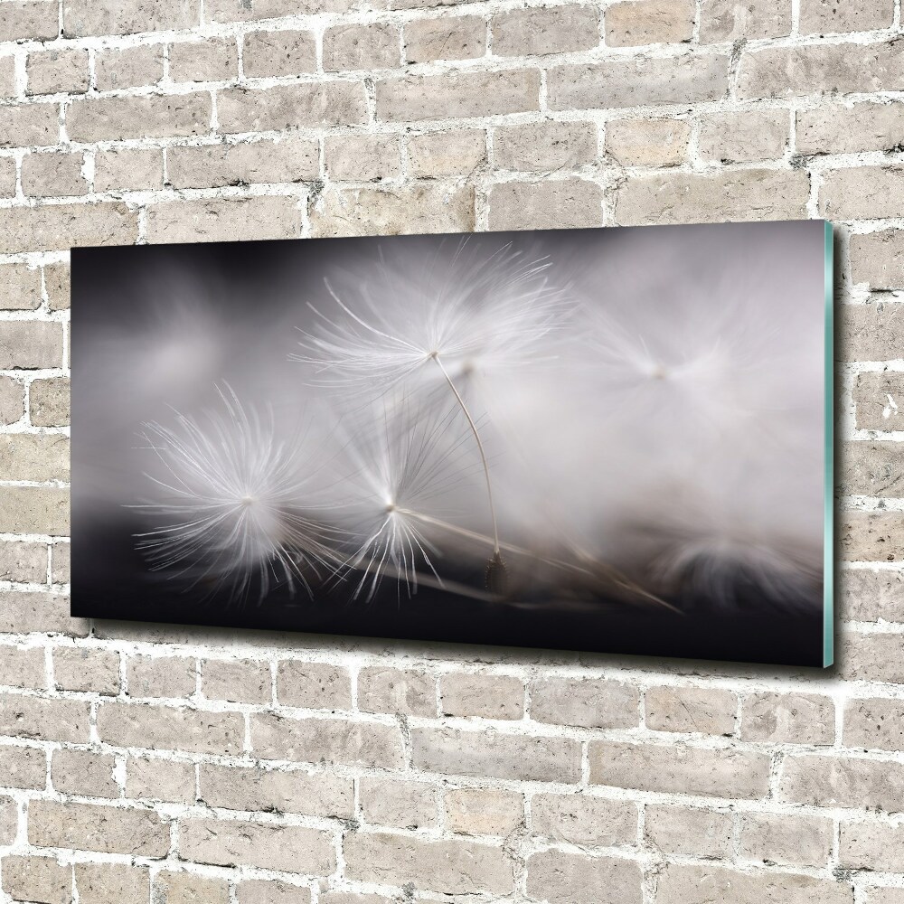 Print on acrylic Dandelion seeds