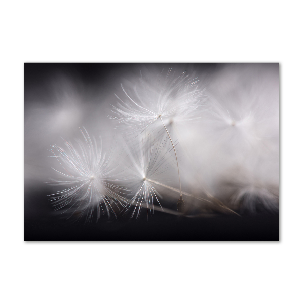 Print on acrylic Dandelion seeds