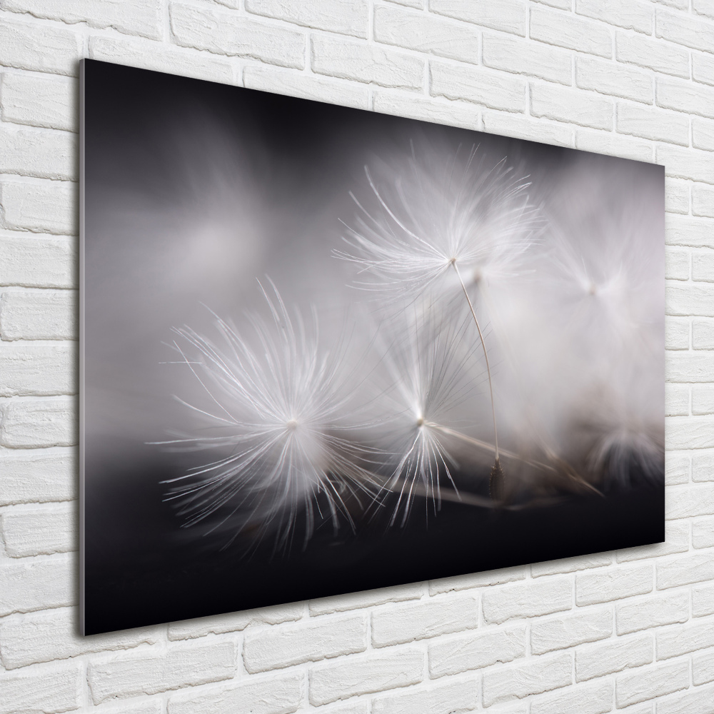 Print on acrylic Dandelion seeds