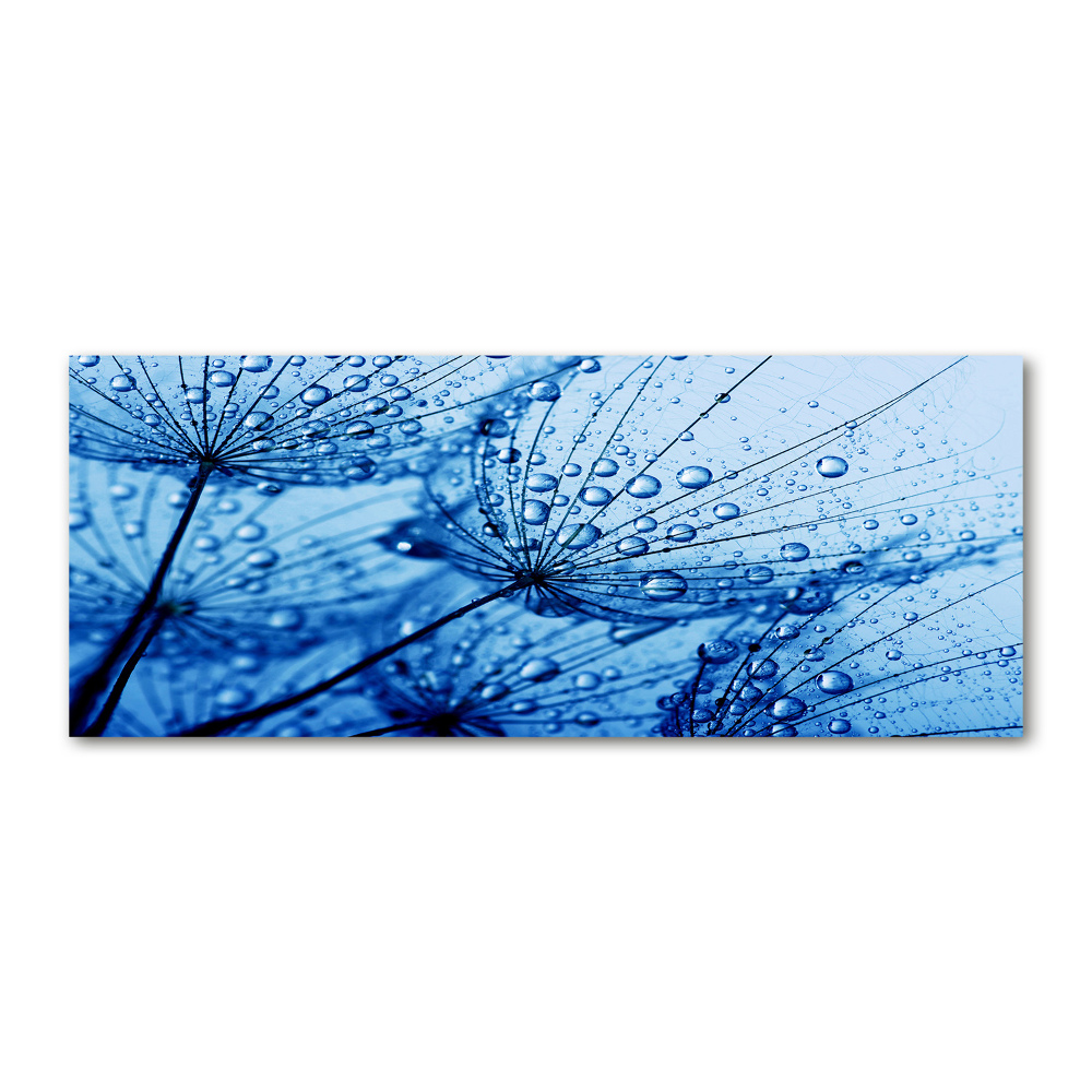 Print on acrylic Dandelion seeds