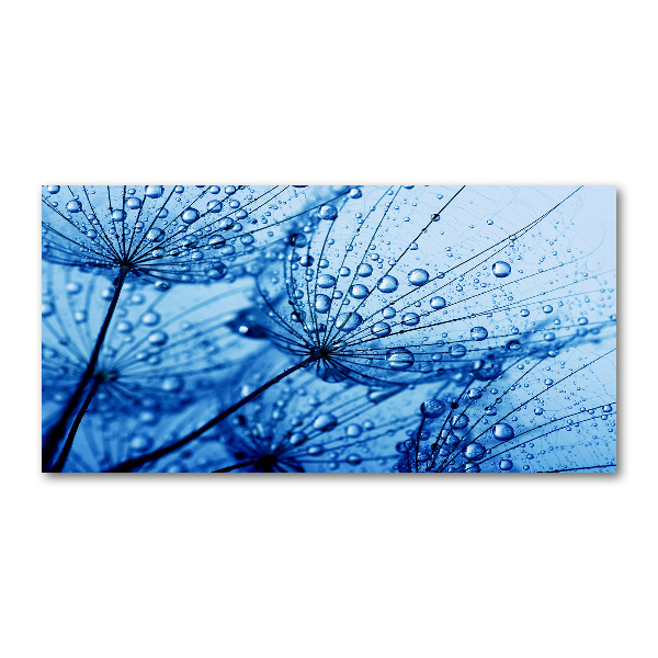 Print on acrylic Dandelion seeds