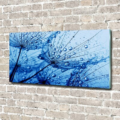 Print on acrylic Dandelion seeds