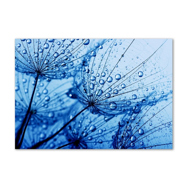 Print on acrylic Dandelion seeds