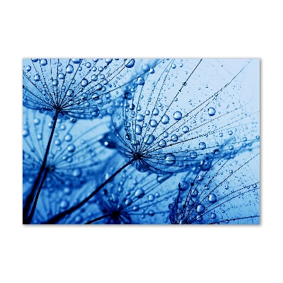 Print on acrylic Dandelion seeds