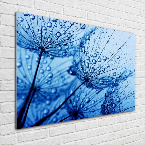 Print on acrylic Dandelion seeds