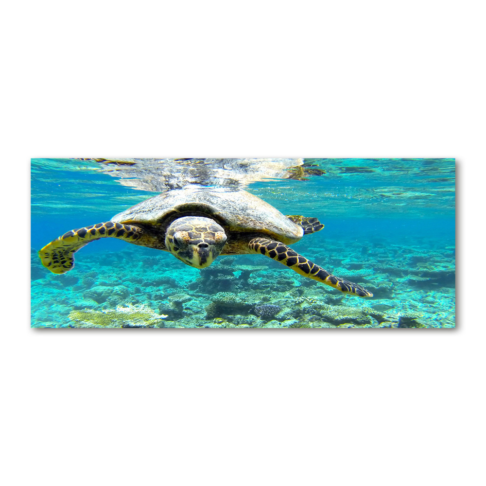 Acrylic wall art Sea turtle