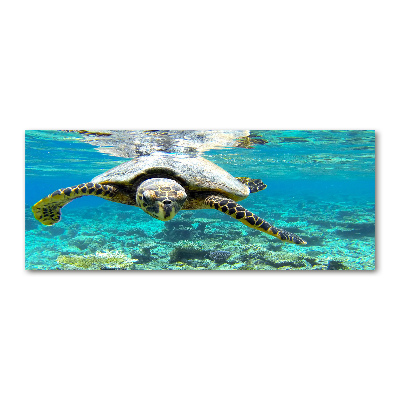 Acrylic wall art Sea turtle