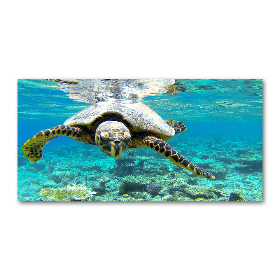 Acrylic wall art Sea turtle