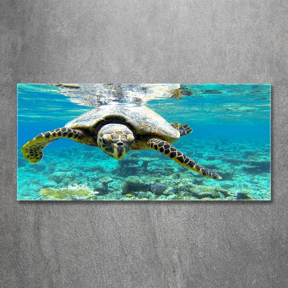 Acrylic wall art Sea turtle