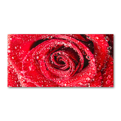 Print on acrylic Drops of water on rose