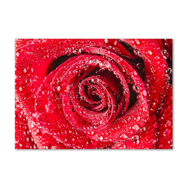 Print on acrylic Drops of water on rose