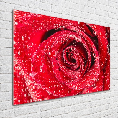 Print on acrylic Drops of water on rose