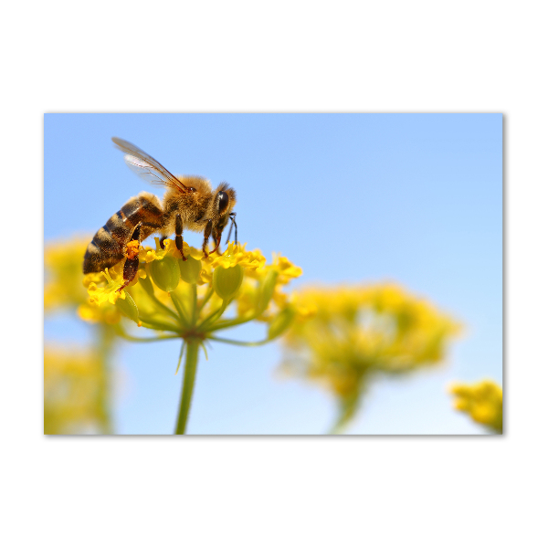 Print on acrylic Bee on a flower