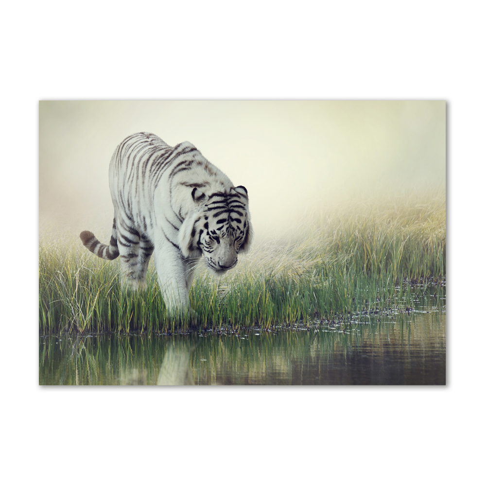 Wall art acrylic White Tiger