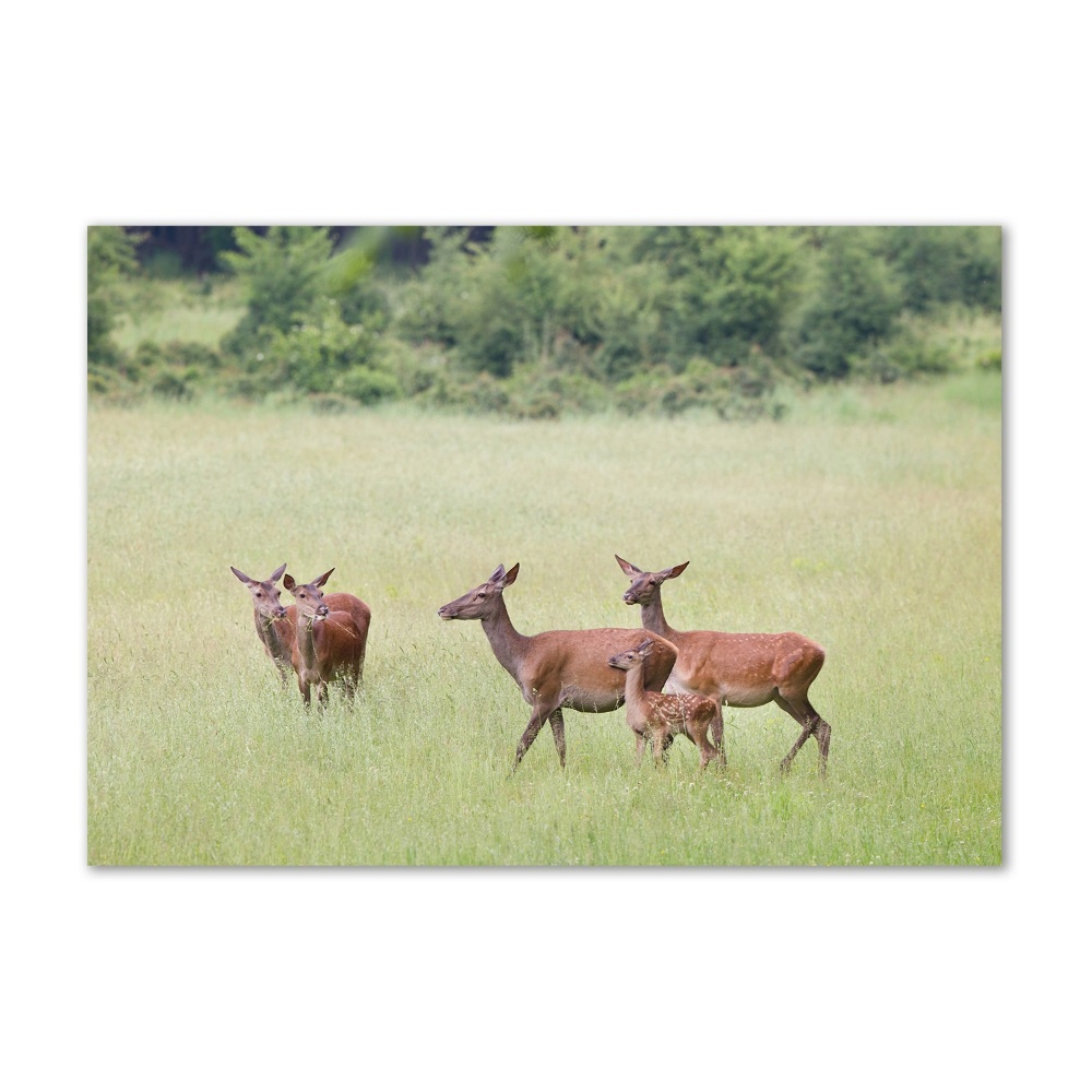 Wall art acrylic Deer with young