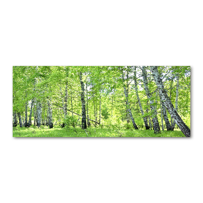 Acrylic print Birch forest