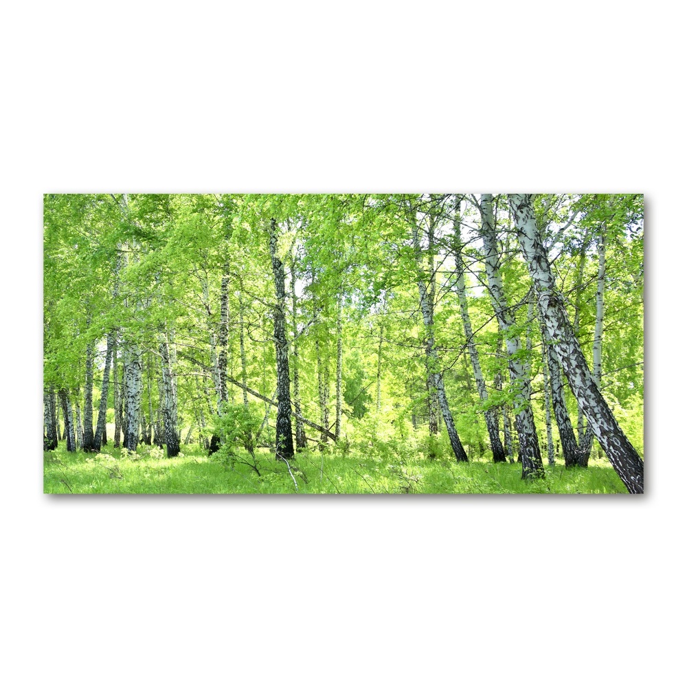 Acrylic print Birch forest