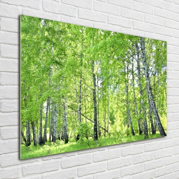 Acrylic print Birch forest