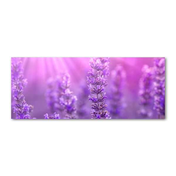 Acrylic print Lavender