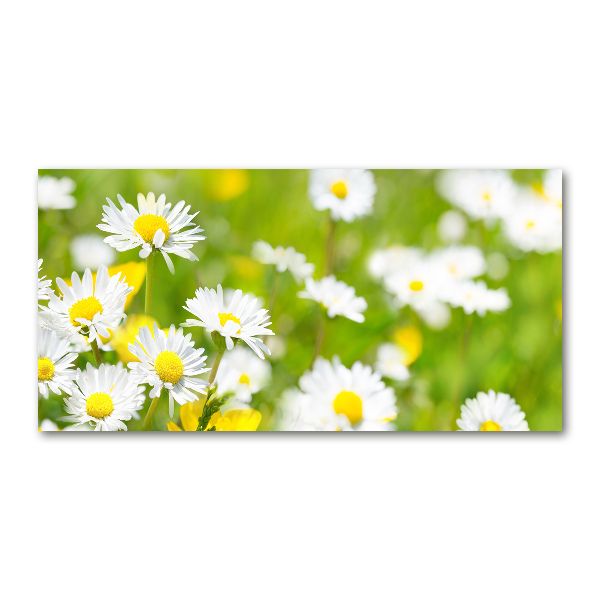 Acrylic wall art Daisy