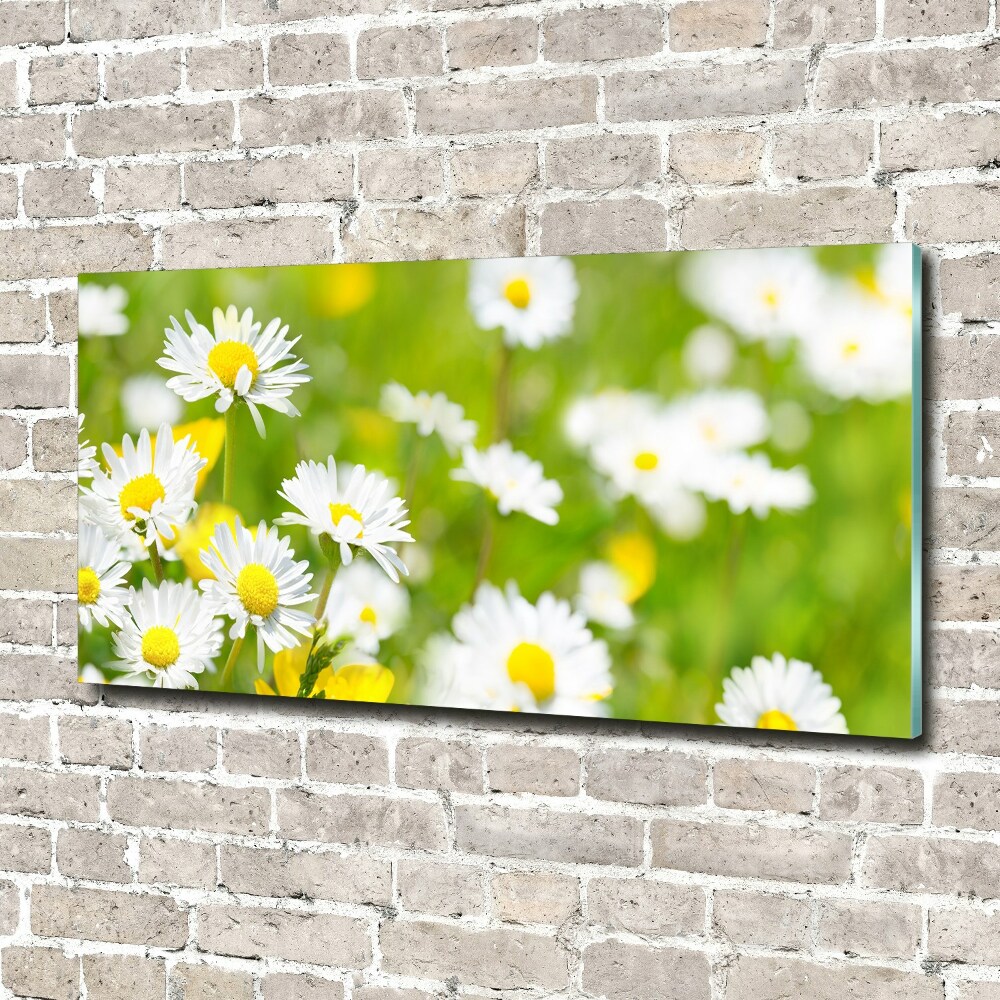 Acrylic wall art Daisy