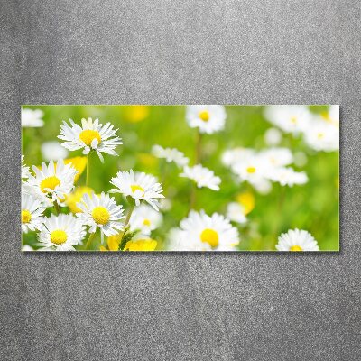 Acrylic wall art Daisy