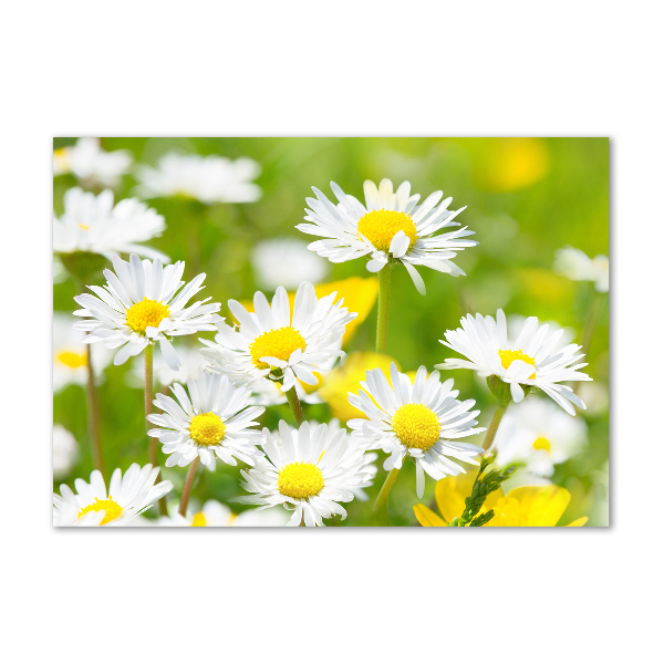 Acrylic wall art Daisy