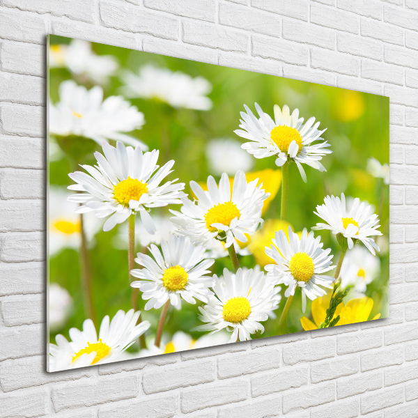 Acrylic wall art Daisy