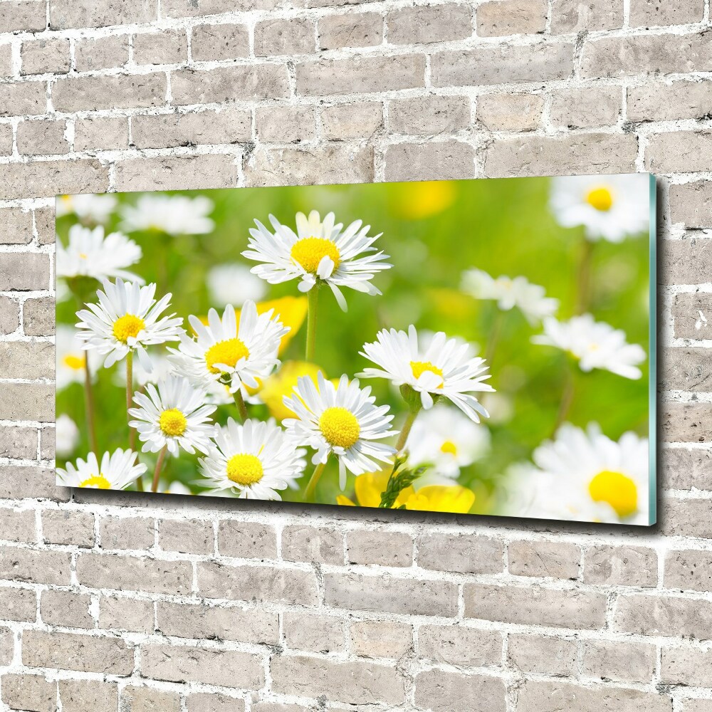 Acrylic wall art Daisy