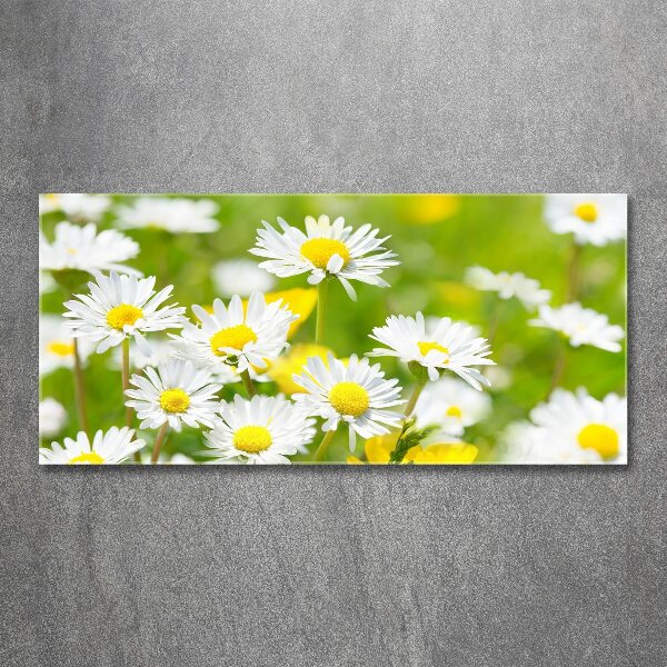 Acrylic wall art Daisy