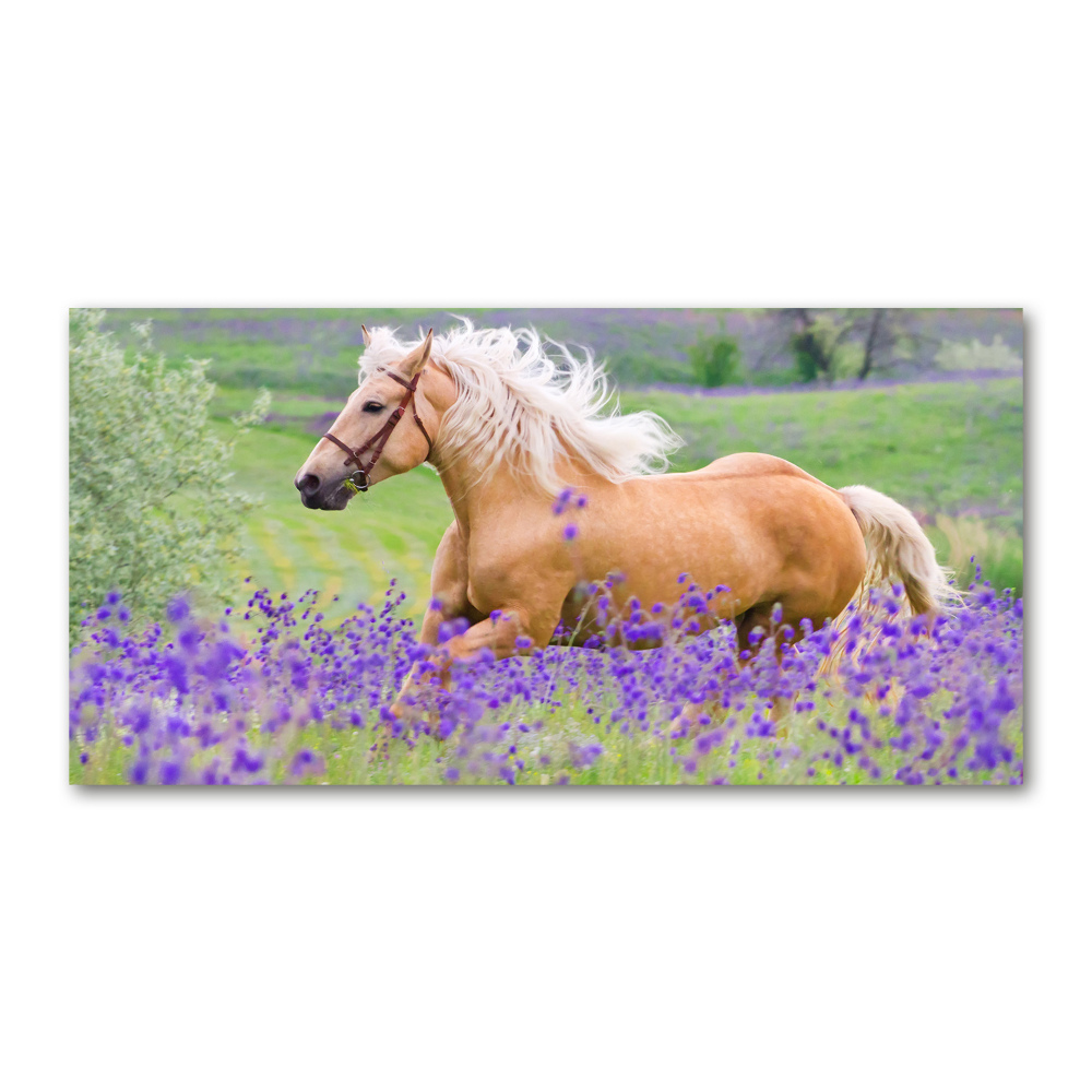 Wall art acrylic Horse in the field of lavender