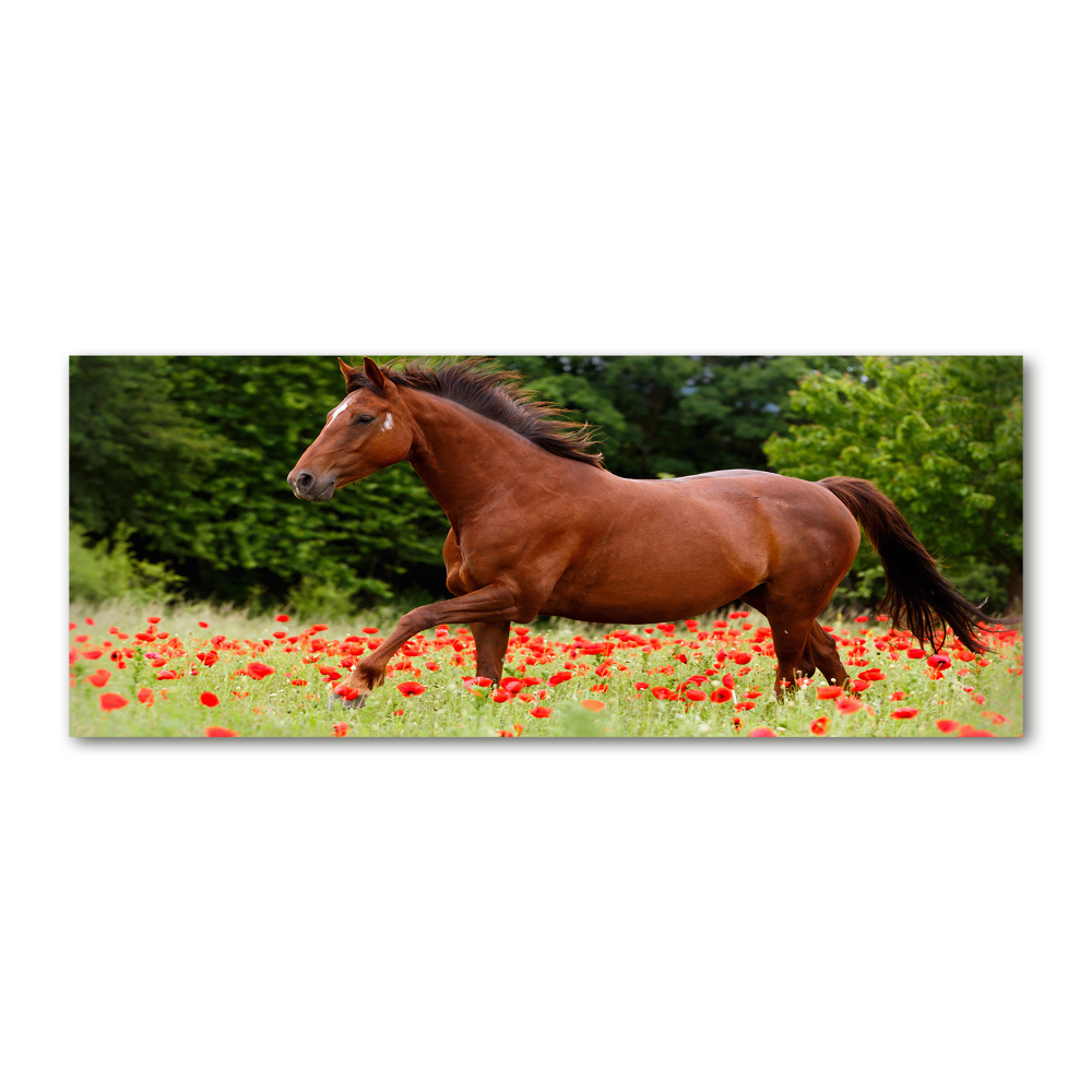 Print on acrylic A horse in the field of poppies