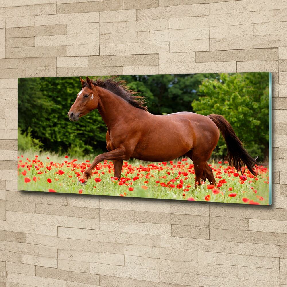 Print on acrylic A horse in the field of poppies