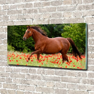 Print on acrylic A horse in the field of poppies