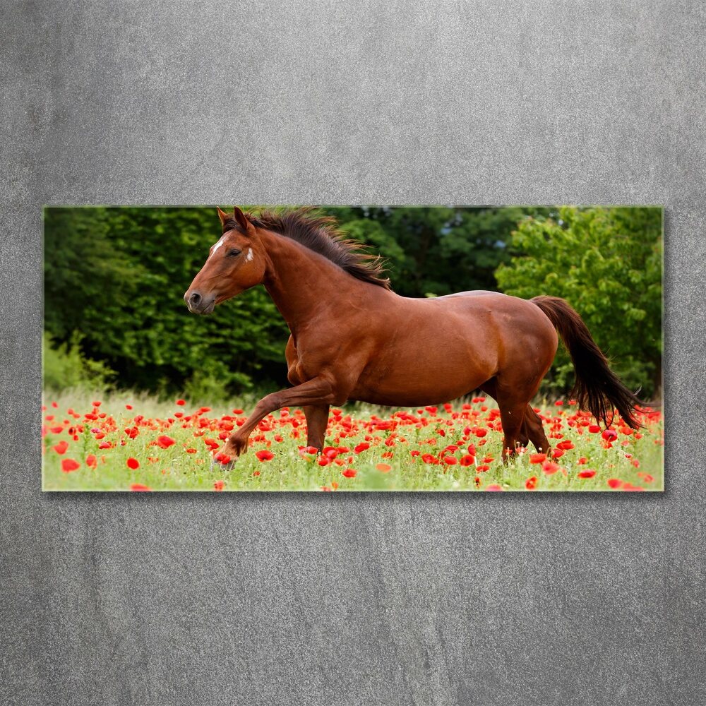 Print on acrylic A horse in the field of poppies