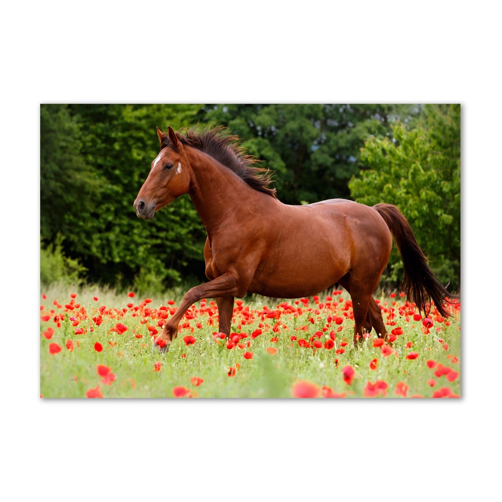 Print on acrylic A horse in the field of poppies