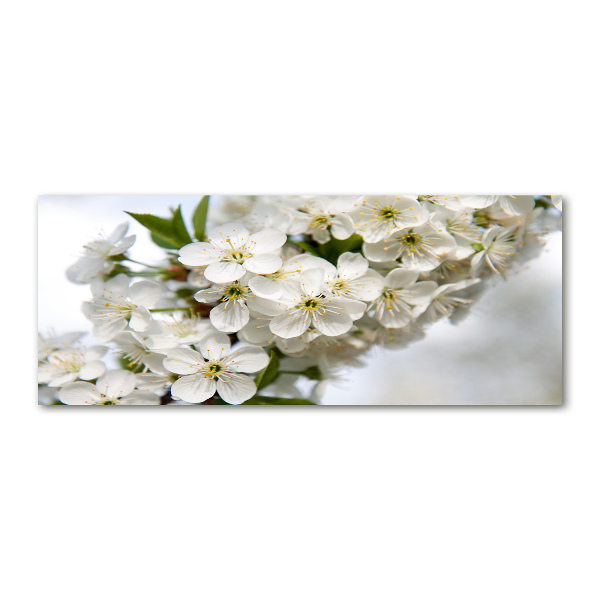 Acrylic print Cherry blossoms