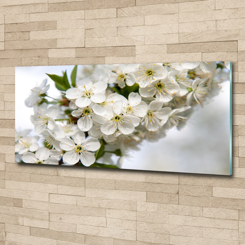 Acrylic print Cherry blossoms