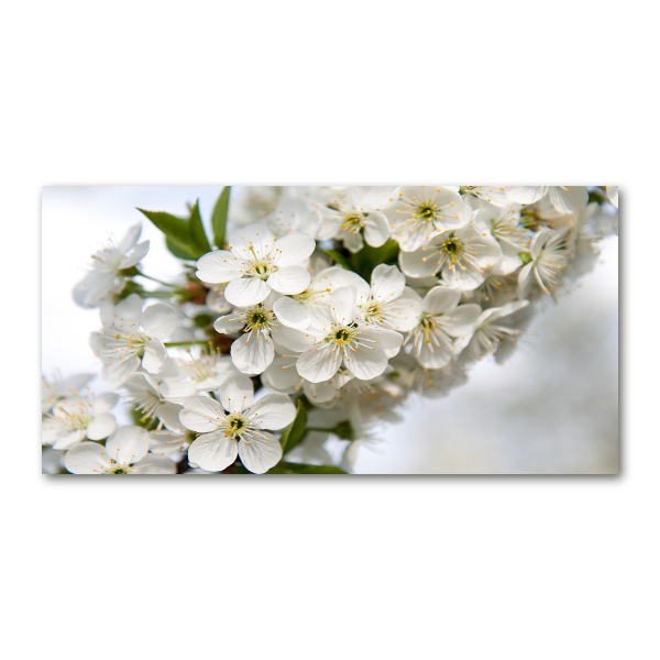 Acrylic print Cherry blossoms