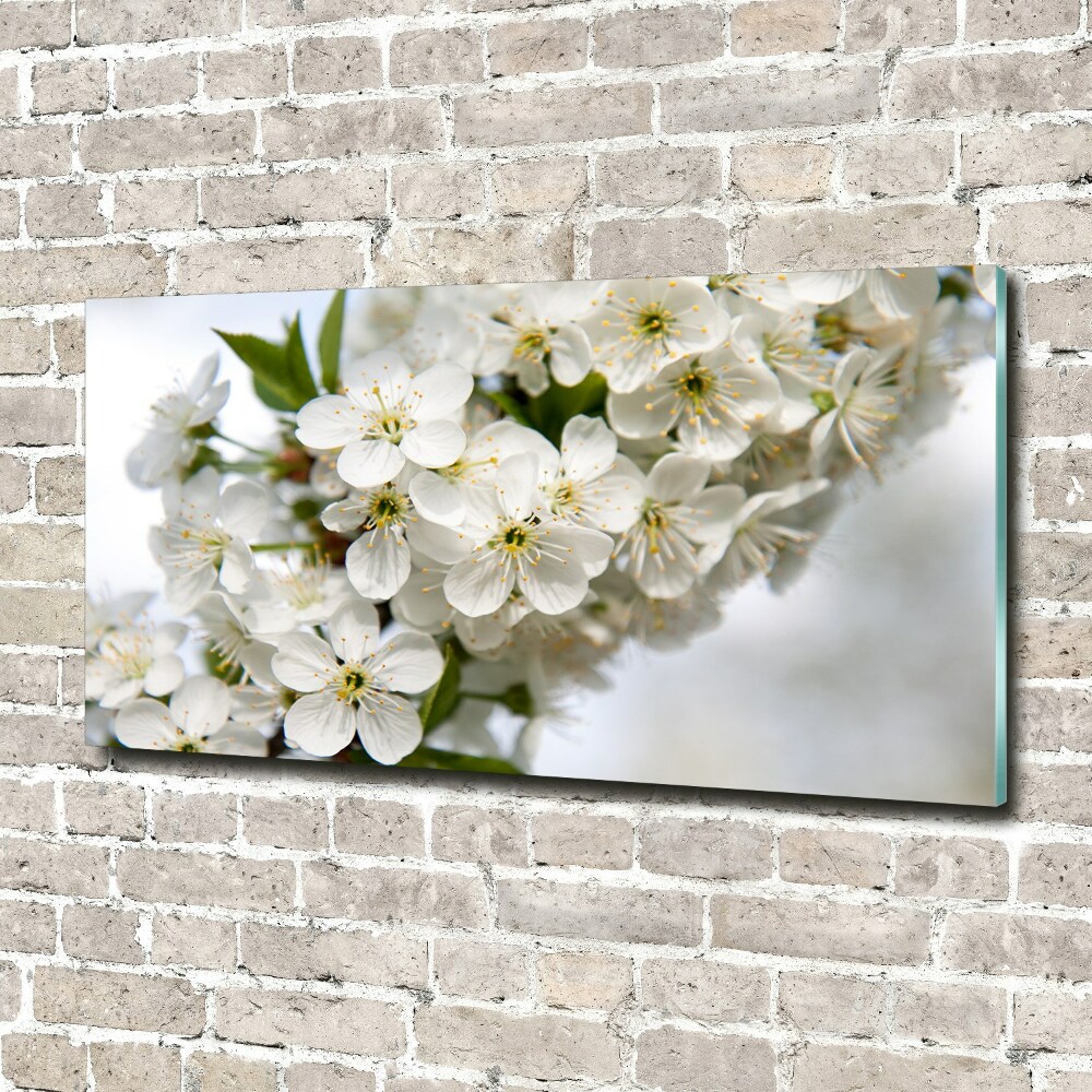 Acrylic print Cherry blossoms