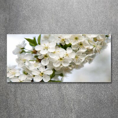 Acrylic print Cherry blossoms