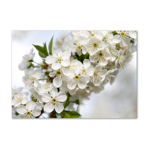 Acrylic print Cherry blossoms