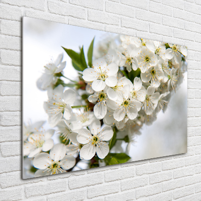 Acrylic print Cherry blossoms