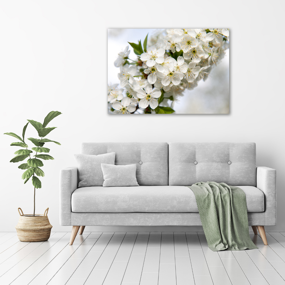 Acrylic print Cherry blossoms