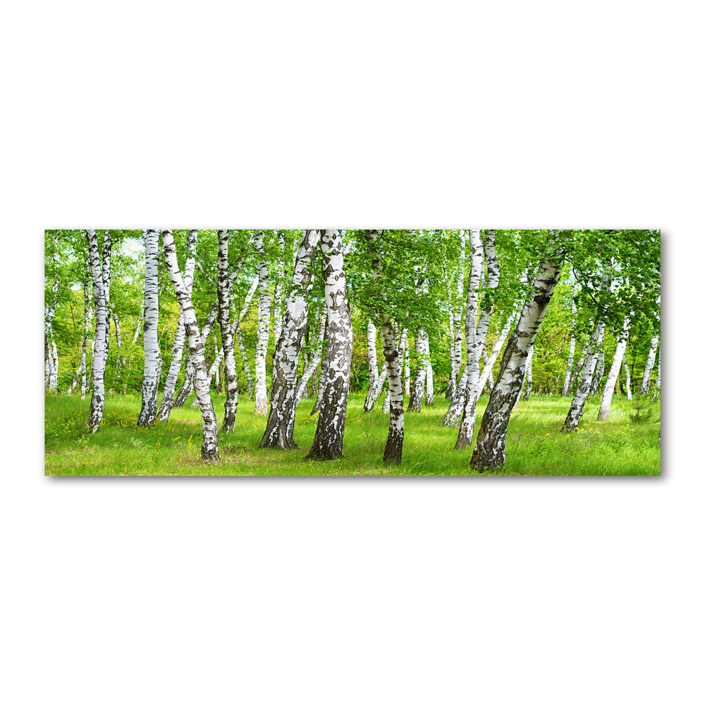 Print on acrylic Birch forest