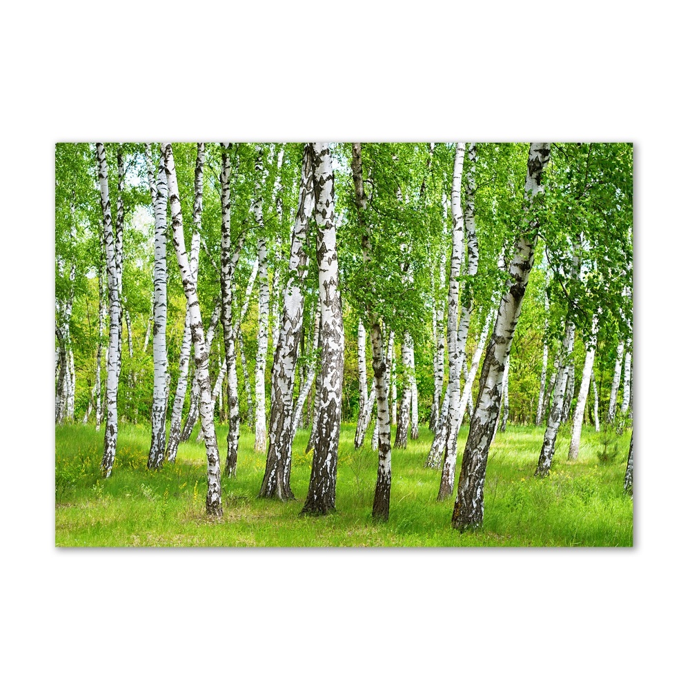 Print on acrylic Birch forest