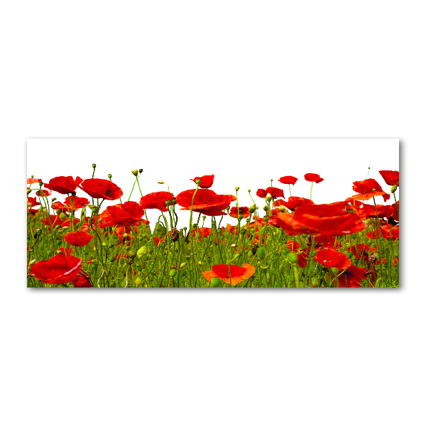 Glass acrylic wall art Field poppies